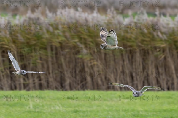 Three flying short-eared owls (Asio flammeus) hunting over meadow along reed bed at dusk in autumn,