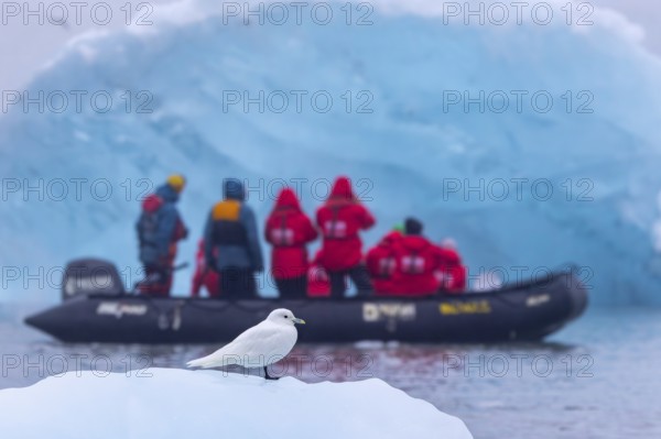 Ivory gull (Pagophila eburnea, Larus eburneus) in front of eco-tourists in Zodiac boat along the