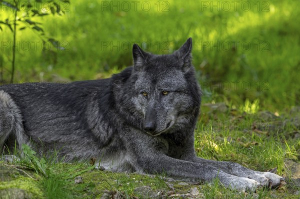 Black Northwestern wolf, Mackenzie Valley wolf, Canadian, Alaskan timber wolf (Canis lupus