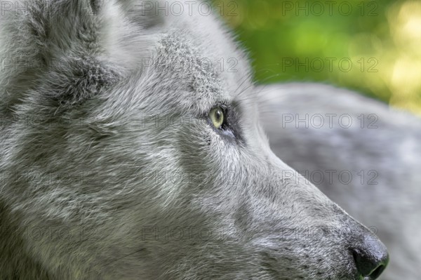 Close-up portrait of Northwestern wolf, Mackenzie Valley wolf, Canadian, Alaskan timber wolf (Canis