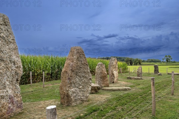 Menhirs, standing stones of conglomerate at Champ de la Longue Pierre in Wéris, Durbuy, province of