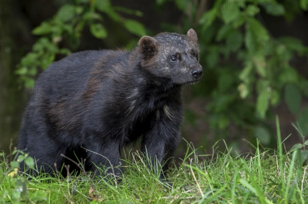 Wolverine, glutton, carcajou (Gulo gulo) hunting in forest, native to Scandinavia, Russia, Siberia,