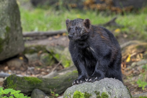 Wolverine, glutton, carcajou (Gulo gulo) showing its big paws with crampon-like claws in forest,
