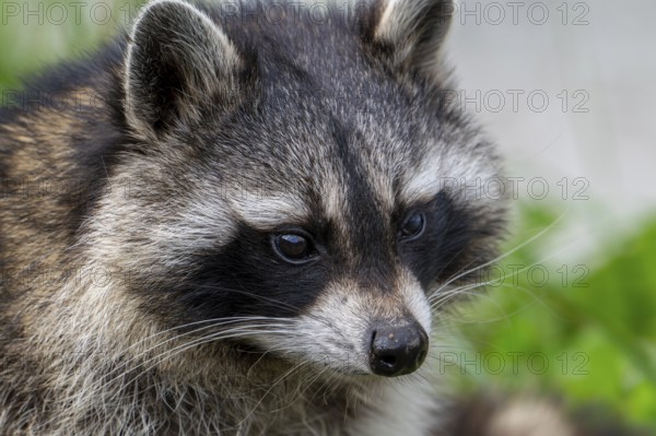 Common raccoon, North American racoon (Procyon lotor) close-up portrait, invasive species native to