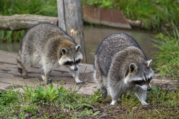 Two common raccoons, North American racoons (Procyon lotor) walking over wooden footbridge,