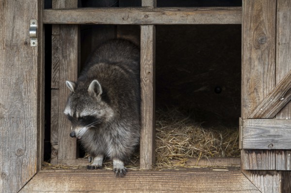 Common raccoon, North American racoon (Procyon lotor) emerging in open window of wooden shed,
