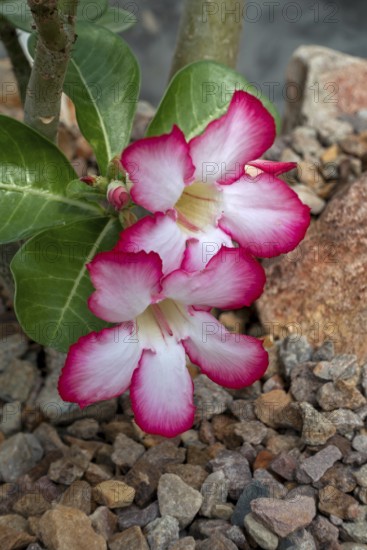 Desert rose, Sabi sStar, mock azalea, impala lily, elephants foot (Adenium obesum) in flower,