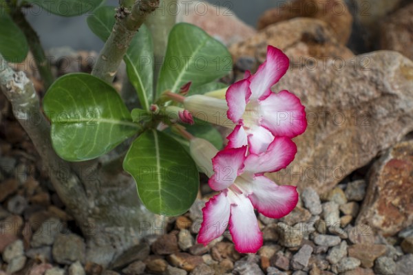 Desert rose, Sabi sStar, mock azalea, impala lily, elephants foot (Adenium obesum) in flower,