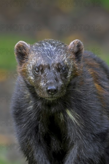 Wolverine, glutton, carcajou (Gulo gulo) close-up portrait in forest, native to Scandinavia,
