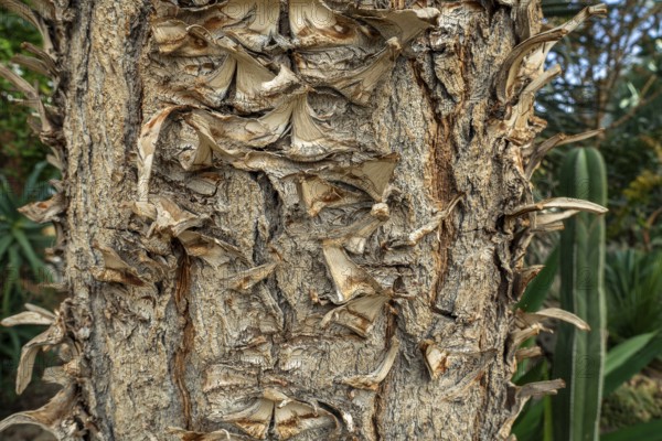 Giant Spanish dagger (Yucca carnerosana, Samulea carnerosana) close-up of trunk, native to northern