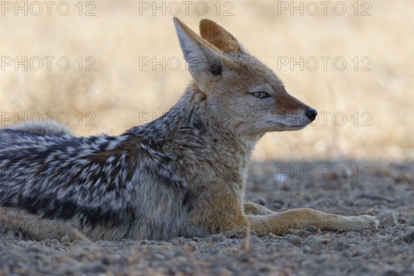 Black-backed jackal (Lupulella mesomelas), adult, lying in the dry grassland, resting in the shade,