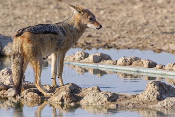 Black-backed jackal (Lupulella mesomelas), adult, drinking at waterhole, alert, Kgalagadi