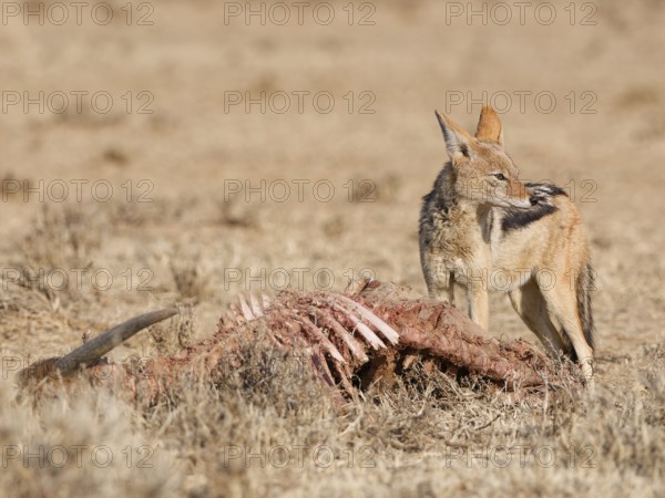 Black-backed jackal (Lupulella mesomelas), adult, standing near the carcass of a common eland