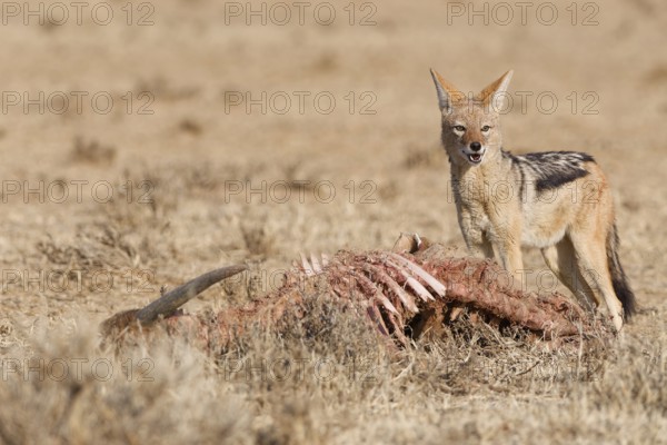 Black-backed jackal (Lupulella mesomelas), adult, standing near the carcass of a common eland