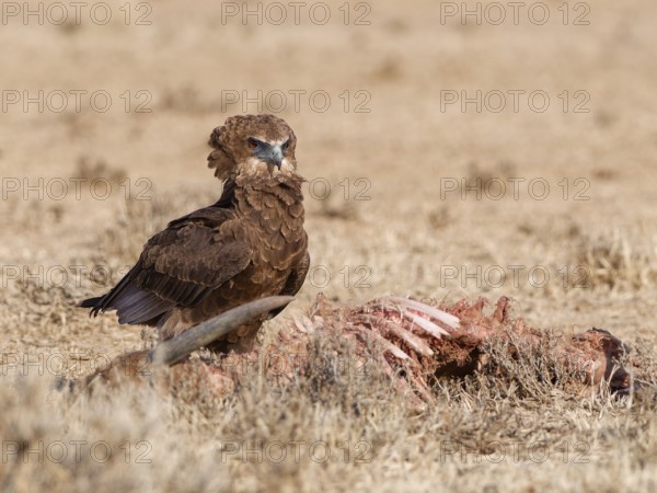 Bateleur eagle (Terathopius ecaudatus), juvenile, standing in dry grassland, near the carcass of a
