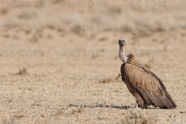 White-backed vulture (Gyps africanus), adult, standing in dry grassland, looking at camera, alert,