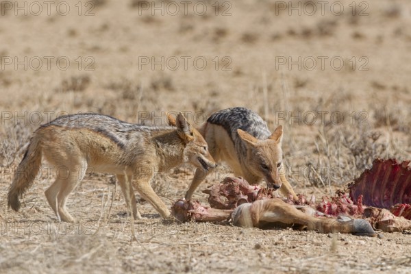 Black-backed jackals (Lupulella mesomelas), adults, feeding on carcass of a common eland