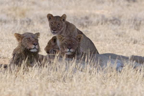 African lions (Panthera leo), two young adult males with lionesses, lying in tall dry grass,