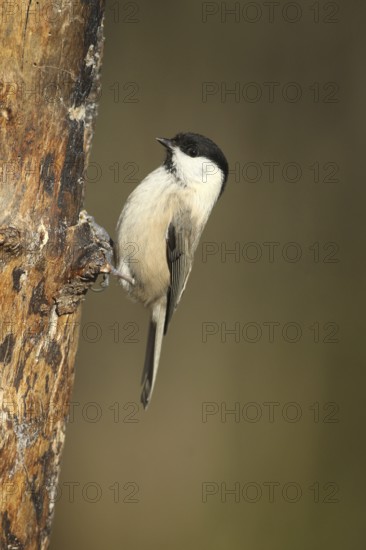Swamp tit (Pöcile palustris) or nun tit feeding in the forest during winter, Allgäu, Bavaria,