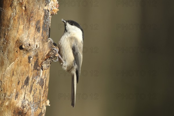 Swamp tit (Pöcile palustris) or nun tit feeding in the forest during winter, Allgäu, Bavaria,