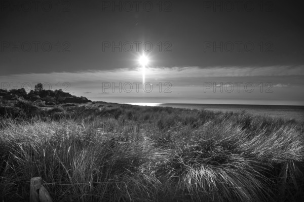 Beach oats (Ammophila) against the Baltic Sea beach, black and white, Mecklenburg-Western