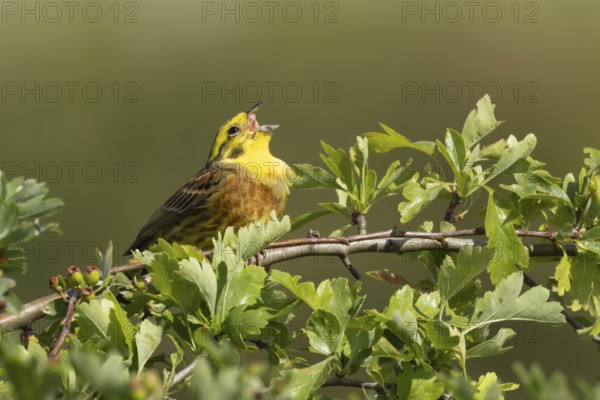 Yellowhammer (Emberiza citrinella) adult male bird singing in a hedgerow in summer, England, United