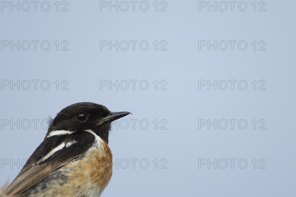 European stonechat (Saxicola rubicola) adult male bird head portrait, England, United Kingdom