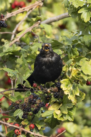 Eurasian blackbird (Turdus merula) adult male bird feeding on a blackberry in a hedgerow in the