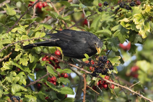 Eurasian blackbird (Turdus merula) adult male bird in a hedgerow with blackberries in the summer,