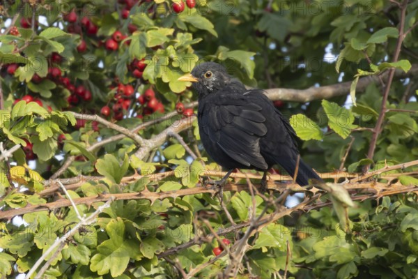 Eurasian blackbird (Turdus merula) adult male bird in a hedgerow in the summer, England, United