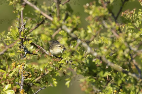 Garden warbler (Sylvia borin) adult bird in a hedgerow with insects for food in its beak in summer,