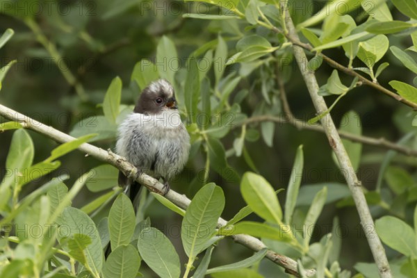Long tailed tit (Aegithalos caudatus) juvenile baby bird calling in a hedgerow, England, United