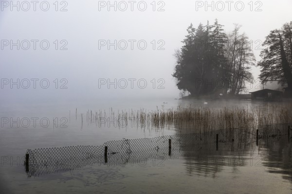 Reeds and fences in foggy Starnberger See, leaves and conifers in the back, Historisches Hotel La