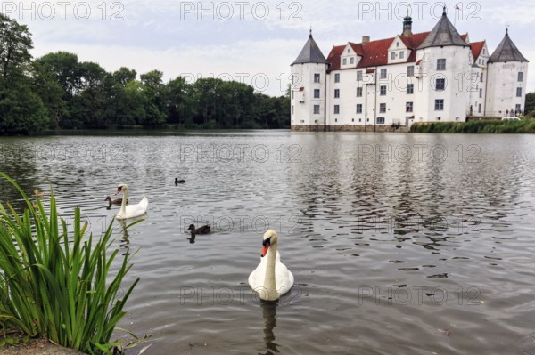 Hocker swan (Cygnus olor) in front of Glücksburg Castle, residential castle, moated castle with