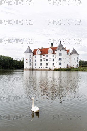 Hocker swan (Cygnus olor) in front of Glücksburg Castle, residential castle, moated castle with