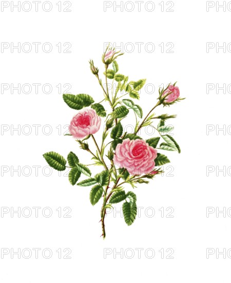 Cultivated plant, precious rose, flower, rosa provincalis or rose de meaux, illustration,