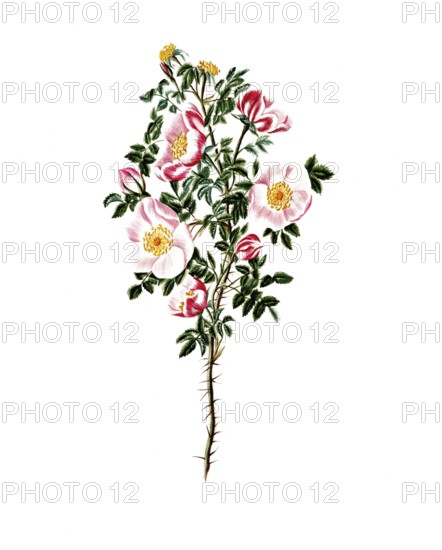 Cultivated plant, sweet rose, rose espinosissima, striped flowered Scotch rose, illustration,
