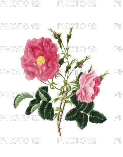 Cultivated plant, precious rose, rose rosa damascena, red damask rose, illustration, reproduction