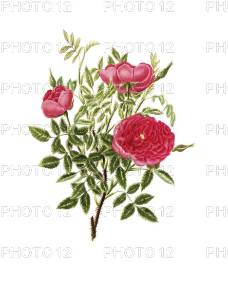 Cultivated plant, precious rose, rose rosa centifolia, burgundy rose, illustration, reproduction