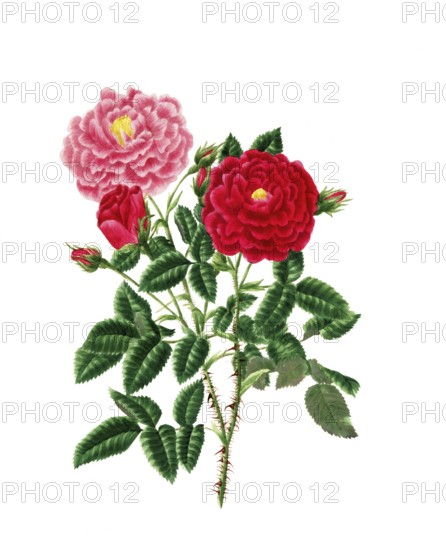 Cultivated plant, precious rose, rose rose centifolia, Stepney rose, illustration, reproduction