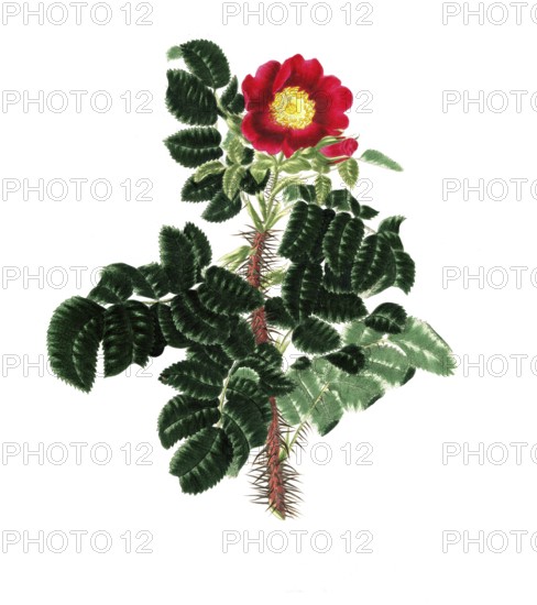 Cultivated plant, precious rose, rose Rosa ferox, hedge-hog rose, illustration, reproduction from a