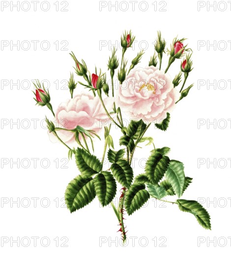 Cultivated plant, precious rose, rose rosa damascena, blush monthly rose, illustration,