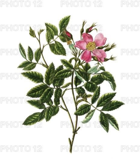 Cultivated plant, precious rose, rose cardina rose, spreading cardina rose, illustration,