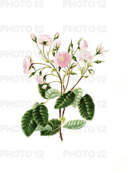 Cultivated plant, precious rose, flower, Rosa provincialis, Blandford or Portugal rose,