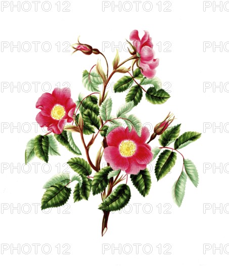 Cultivated plant, precious rose, flower, pink pendulina, rose without thorns, illustration,
