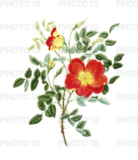 Cultivated plant, precious rose, pink lutea bicolor, Austrian rose, illustration, reproduction from
