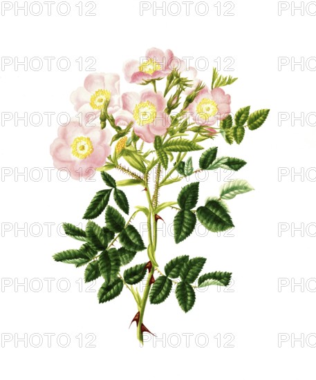 Cultivated plant, precious rose, rose rose inlignosa, common sweet Buer rose, illustration,