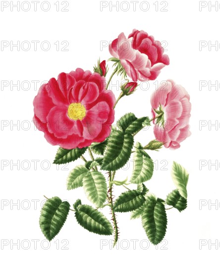 Cultivated plant, precious rose, rose gallica, red officinal rose, illustration, reproduction from