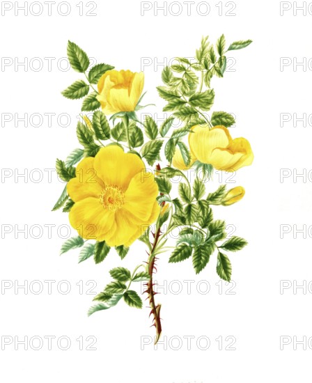 Cultivated plant, precious rose, rose Rosa tulea, single yellow rose, illustration, reproduction