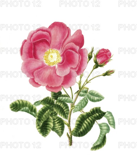 Cultivated plant, precious rose, rose gallica, grand rose, illustration, reproduction from a 19th